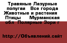 Травяные Лазурные попугаи - Все города Животные и растения » Птицы   . Мурманская обл.,Полярные Зори г.